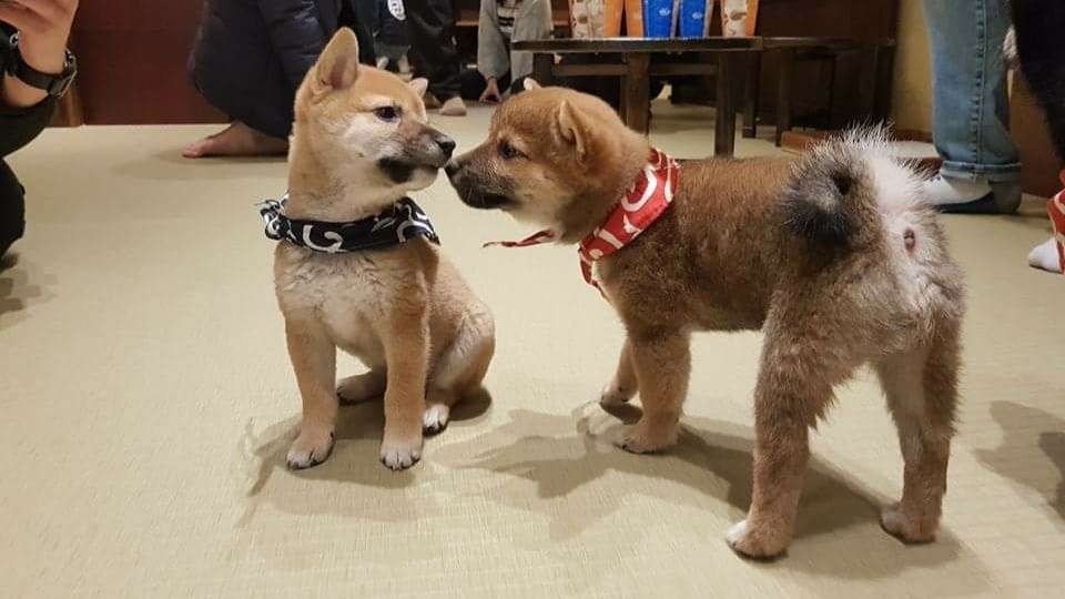 [Fella ke Jepang] Bermain Bersama Anjing Lucu di Mameshiba Cafe